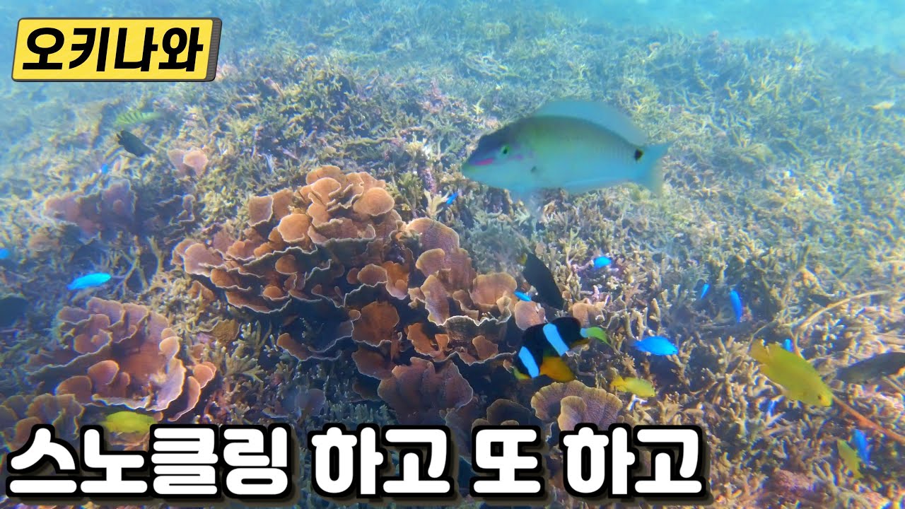 아이랑 오키나와 여행 2일차 – 스노클링, 오키나와 소바, 안치비치, 바다뱀, 와규